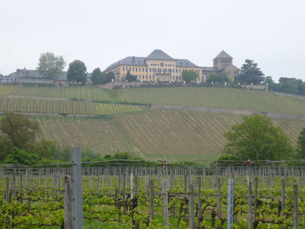 Wine tasting in the Rheingau