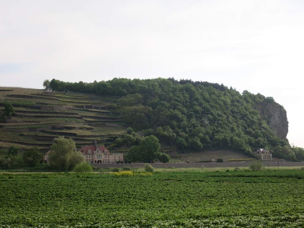 Vineyards along the Elbe