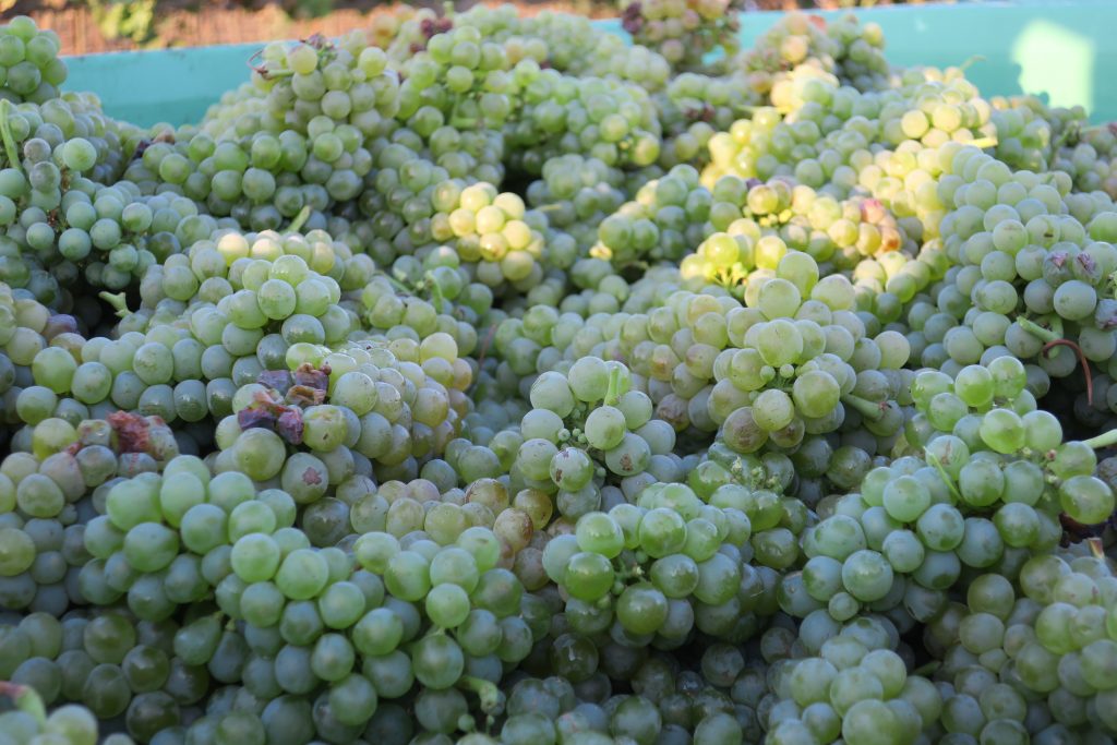 Viognier grapes in Lodi