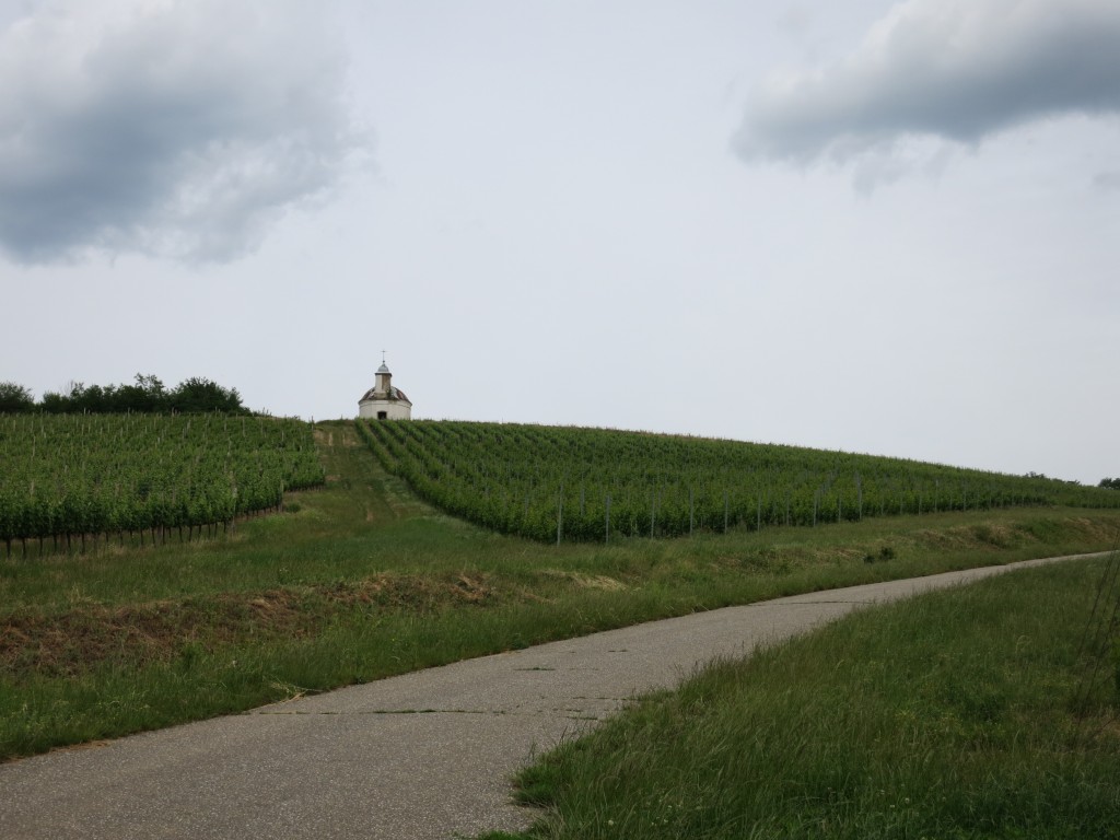 Vineyards near Tarcal