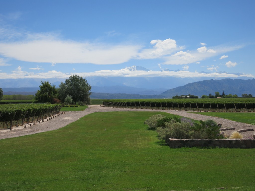Vineyards of Finca Decero