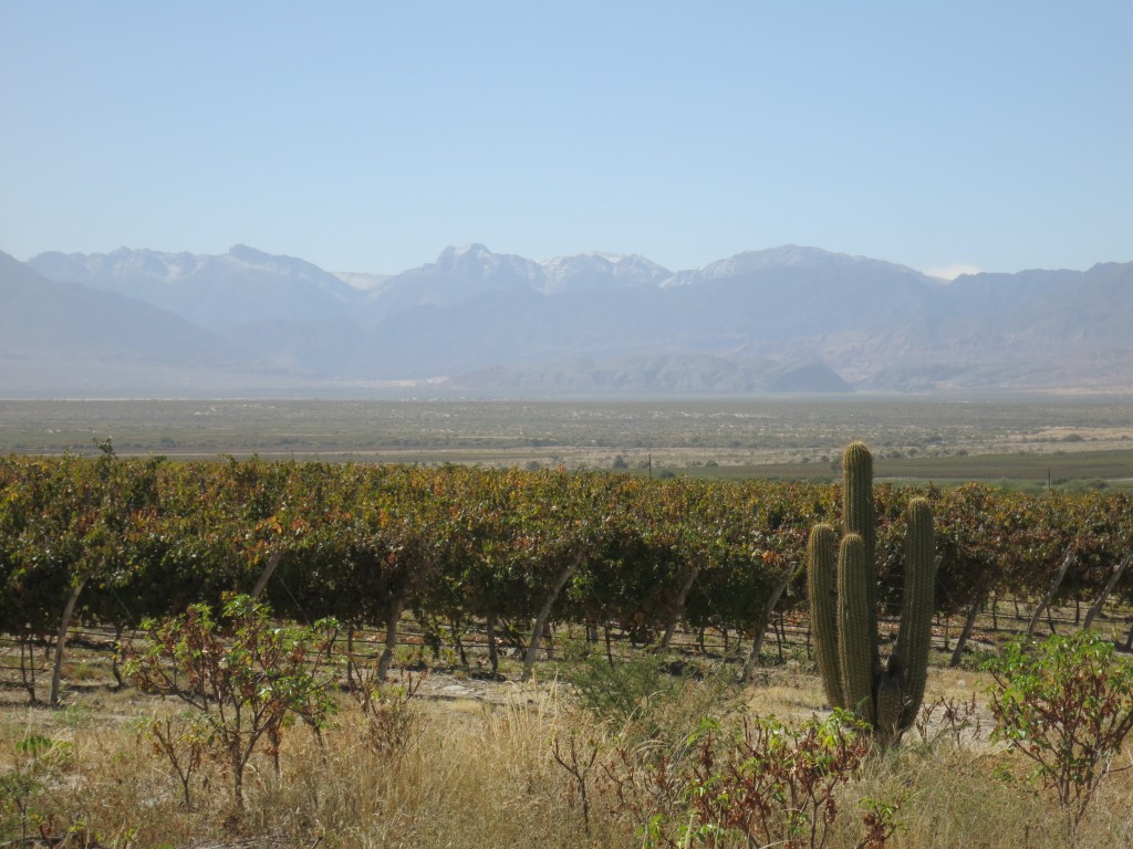 Vineyards in Salta