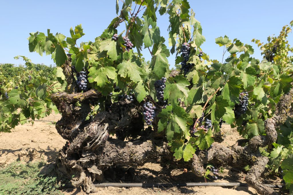 Century-old Zinfandel vine in Lodi's Rous Vineyard