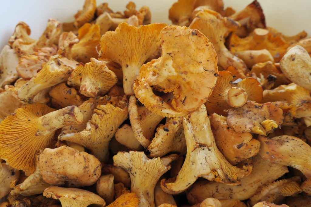 Chanterelles